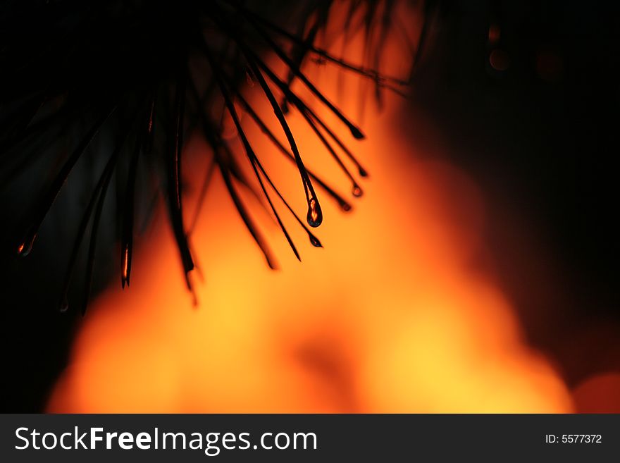 Wet pine needles on a background of a fire. Wet pine needles on a background of a fire