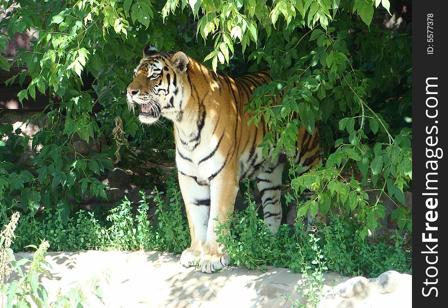 Amur tiger Panthera tigris altaica
