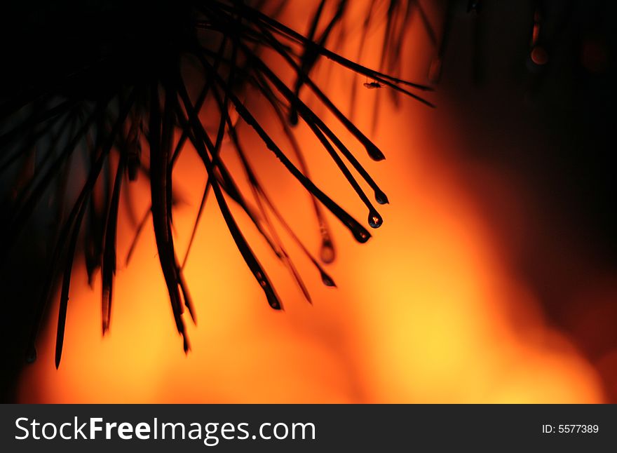 Wet pine needles on a background of a fire. Wet pine needles on a background of a fire