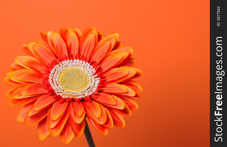 A large orange sunflower isolated on same color background. A large orange sunflower isolated on same color background