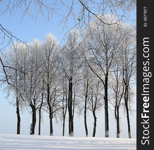 Black and white trees and blue sky. Black and white trees and blue sky.