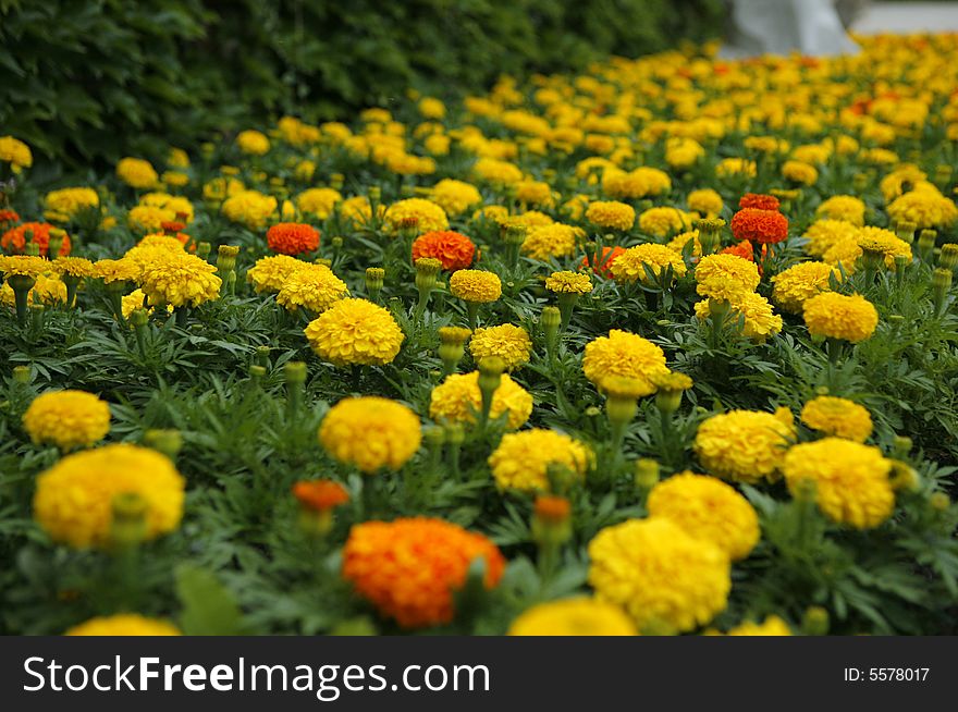 Flowers field in the sun. Flowers field in the sun