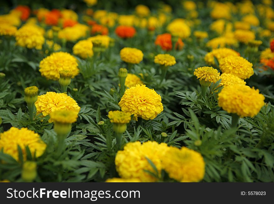 Flowers field in the sun. Flowers field in the sun