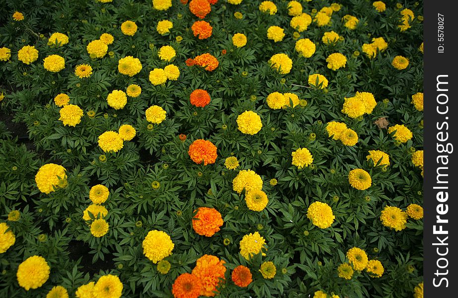 Flowers field in the sun. Flowers field in the sun