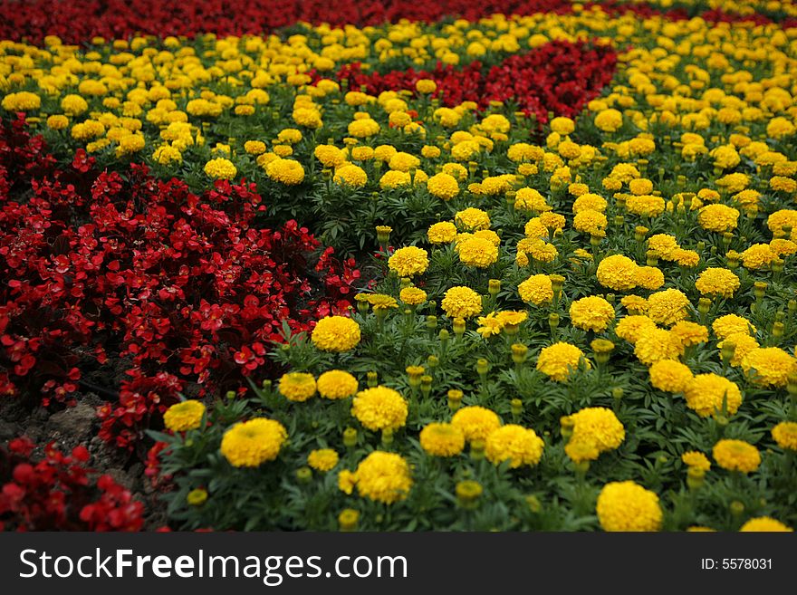 Flowers field in the sun. Flowers field in the sun