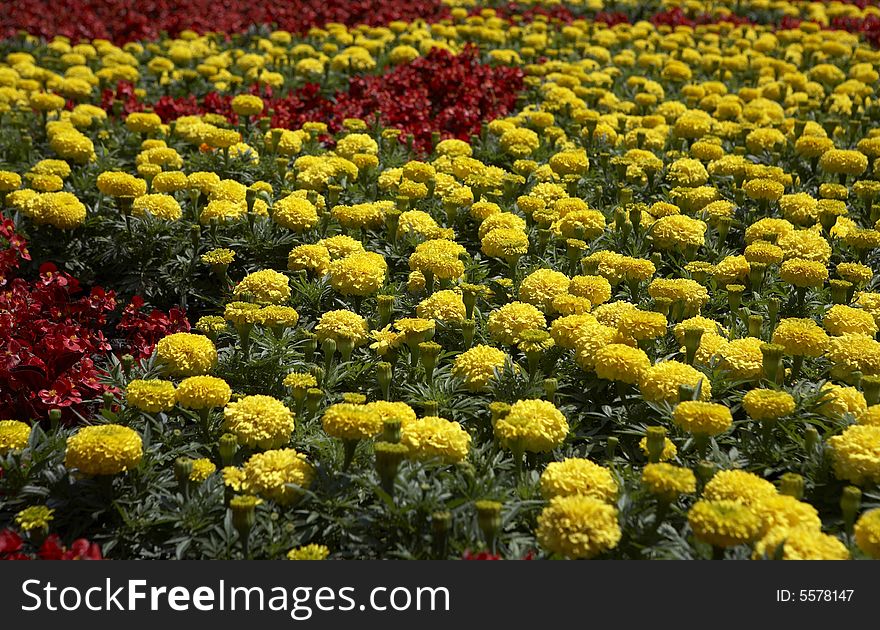 Flowers field in the sun. Flowers field in the sun