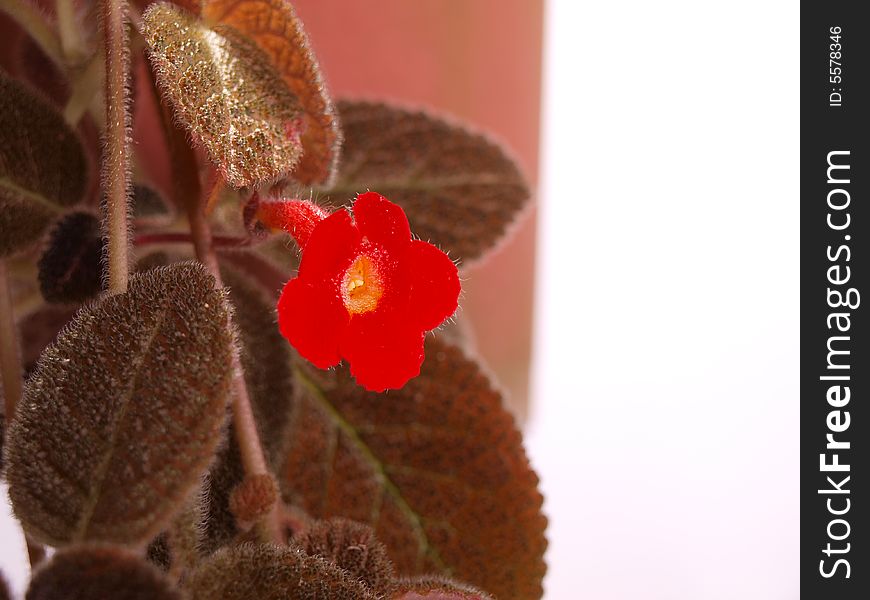 Pretty Bright Red Small Flower & Brown Hairy Leave