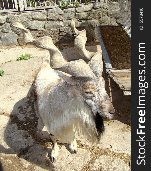 Mountain goat with twisted horns Capra falconeri