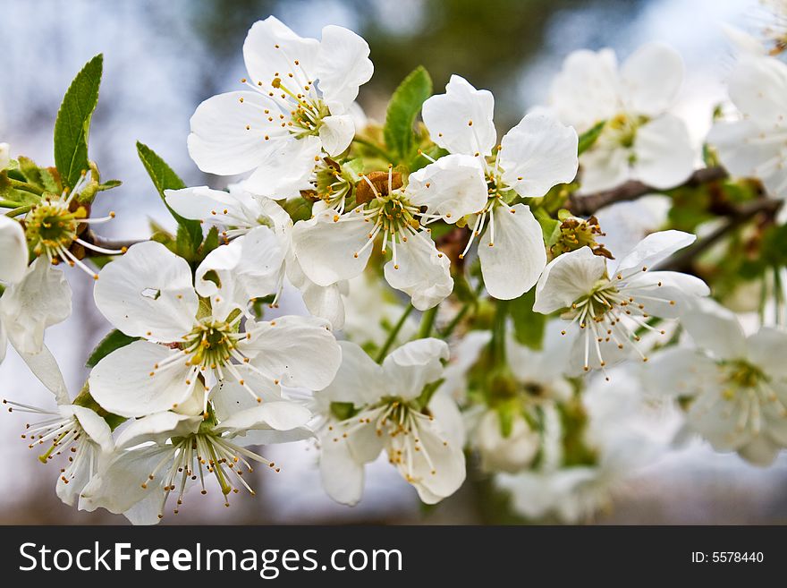 Blossom apple flowers in may