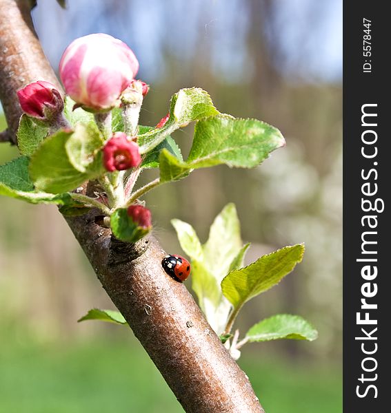 Weevil on apple branch with flowers