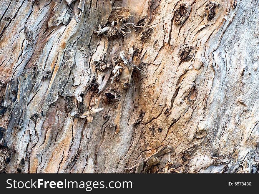 Bark of the old eucalyptus
