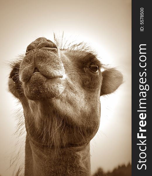 Camels face close up in kiss like pose. Camels face close up in kiss like pose