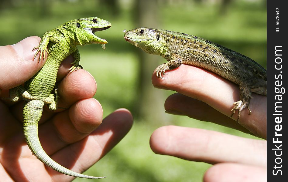 Two lizards in man' hands