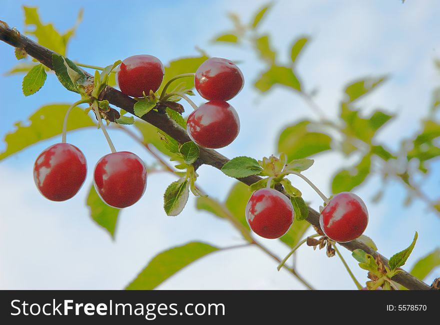 Fantastic cherryies on background of blue sky. Fantastic cherryies on background of blue sky
