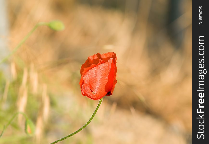 Macro Of A Red Poppy In Sunlight