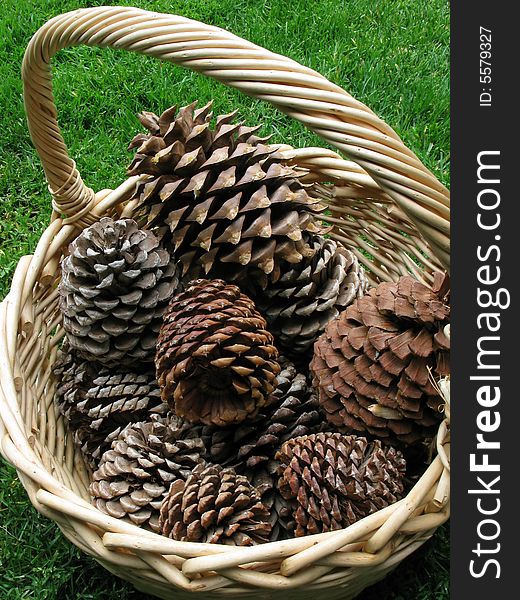 A cane basket full of a variety of femal conifer cones. A cane basket full of a variety of femal conifer cones.