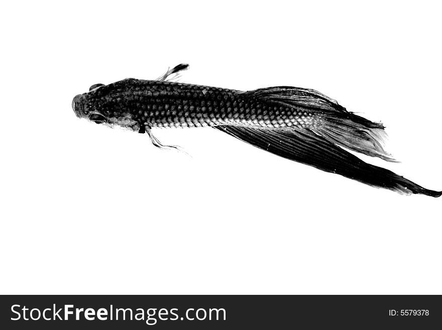 A fish in water suspended showing detail. A fish in water suspended showing detail