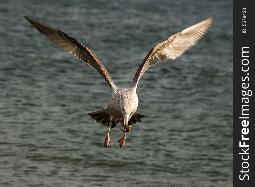 Gull above an ocean holds a cockleshell in hir bill. Gull above an ocean holds a cockleshell in hir bill