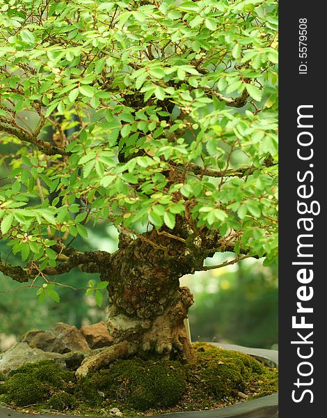 Close up picture of a bonsai tree