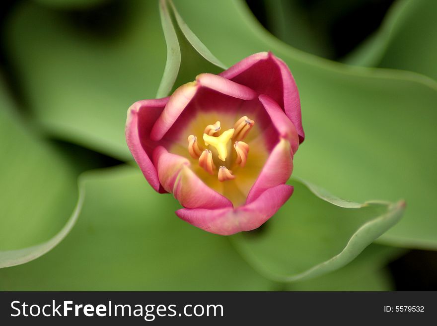 Close Up Shot of a Purple Tulip from Above. Close Up Shot of a Purple Tulip from Above