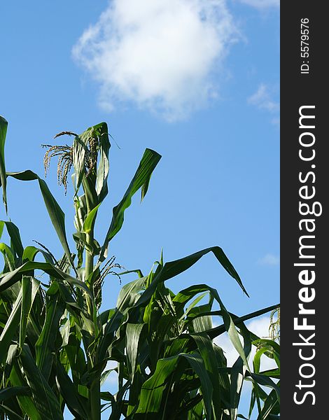 Tall Corn Stalks Against Blue Sky. Tall Corn Stalks Against Blue Sky