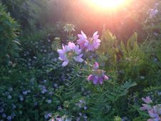 Purple Securigera Varia Flowers During Sunset. Royalty Free Stock Photography