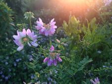 Purple Securigera Varia Flowers During Sunset. Stock Images Purple Securigera Varia Flowers During Sunset. Stock Images