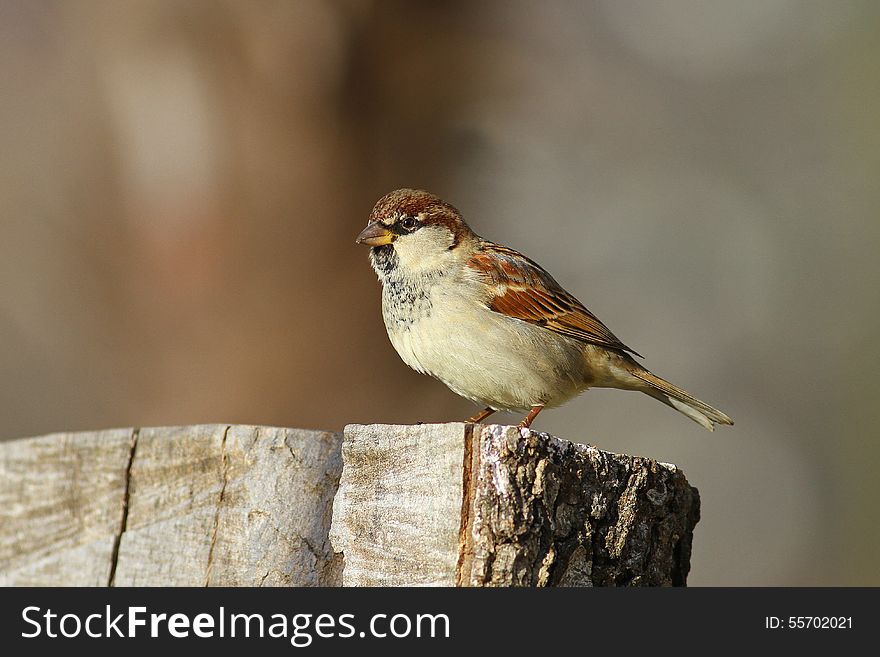 Male sparrow on tree stomp