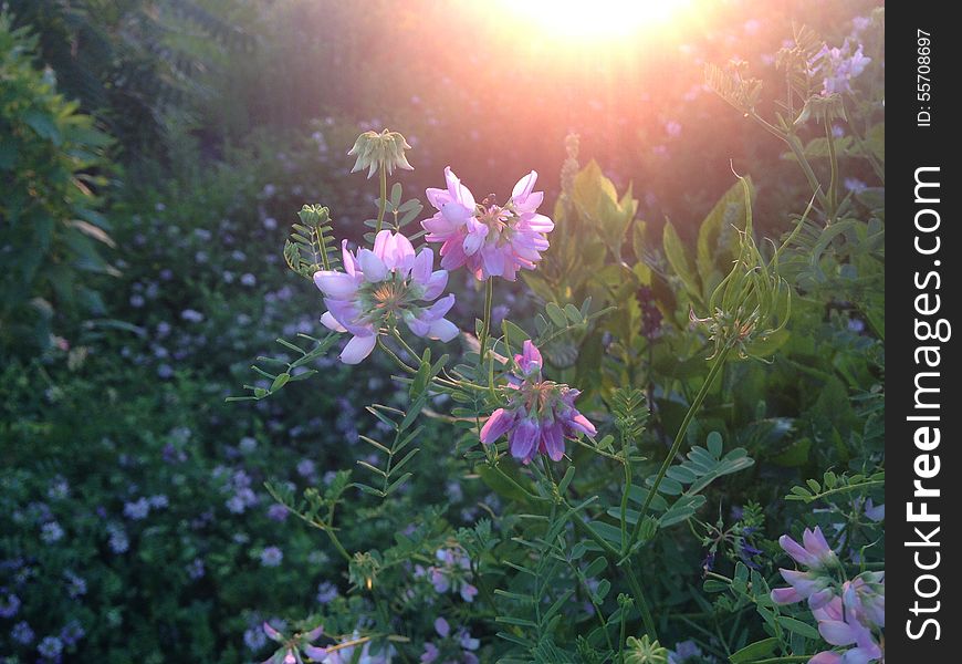Purple Securigera Varia Flowers During Sunset.