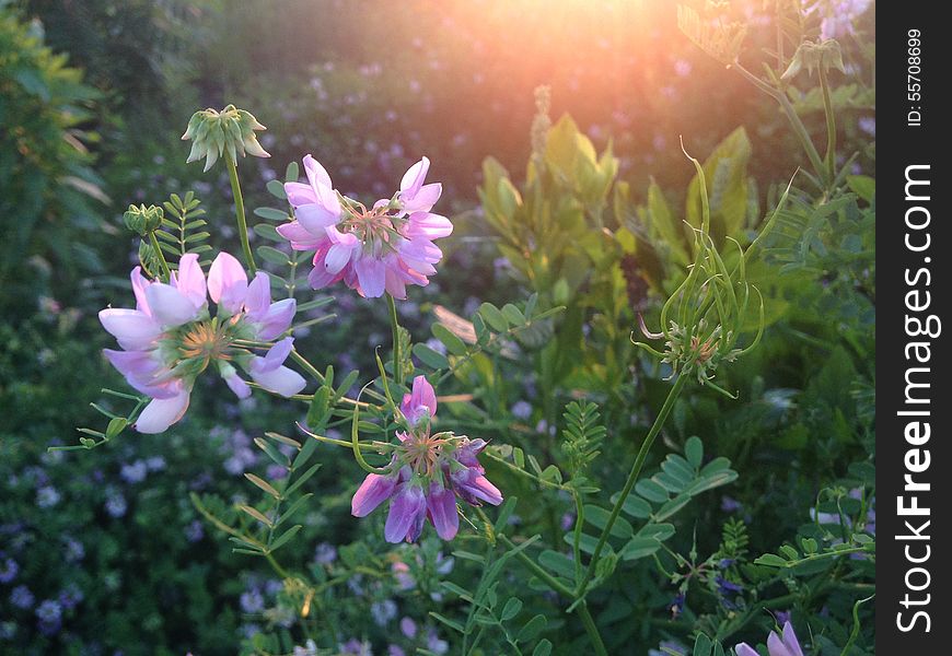 Purple Securigera Varia Flowers during Sunset in Jersey City, NJ. Purple Securigera Varia Flowers during Sunset in Jersey City, NJ.