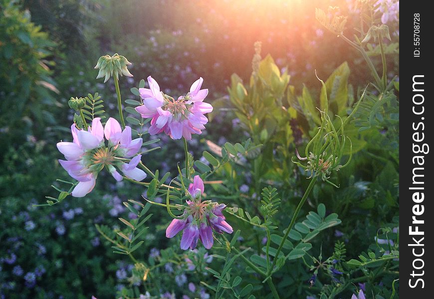 Purple Securigera Varia Flowers during Sunset in Jersey City, NJ. Purple Securigera Varia Flowers during Sunset in Jersey City, NJ.