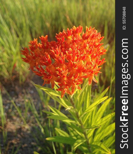 Asclepias Tuberosa Flower.