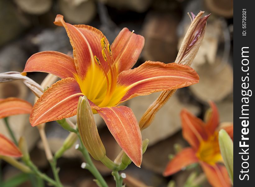 Beautiful orange day lily with chopped wood in the background. Beautiful orange day lily with chopped wood in the background