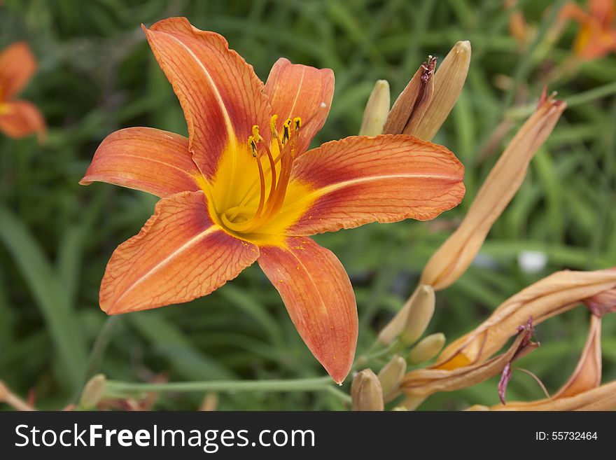 Beautiful orange day lily with green leafy background surrounded by buds. Beautiful orange day lily with green leafy background surrounded by buds