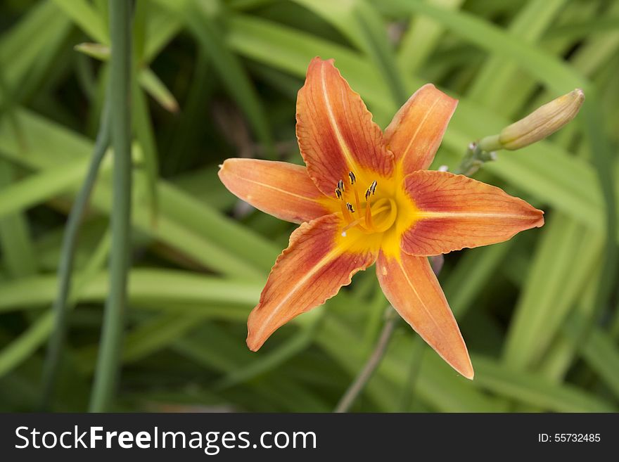 Beautiful orange daylily with green leafy background surrounded. Beautiful orange daylily with green leafy background surrounded