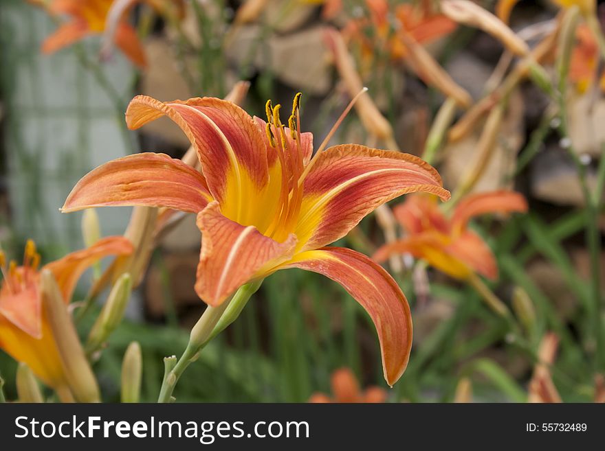 Beautiful orange daylily cluster in the summer sun. Beautiful orange daylily cluster in the summer sun