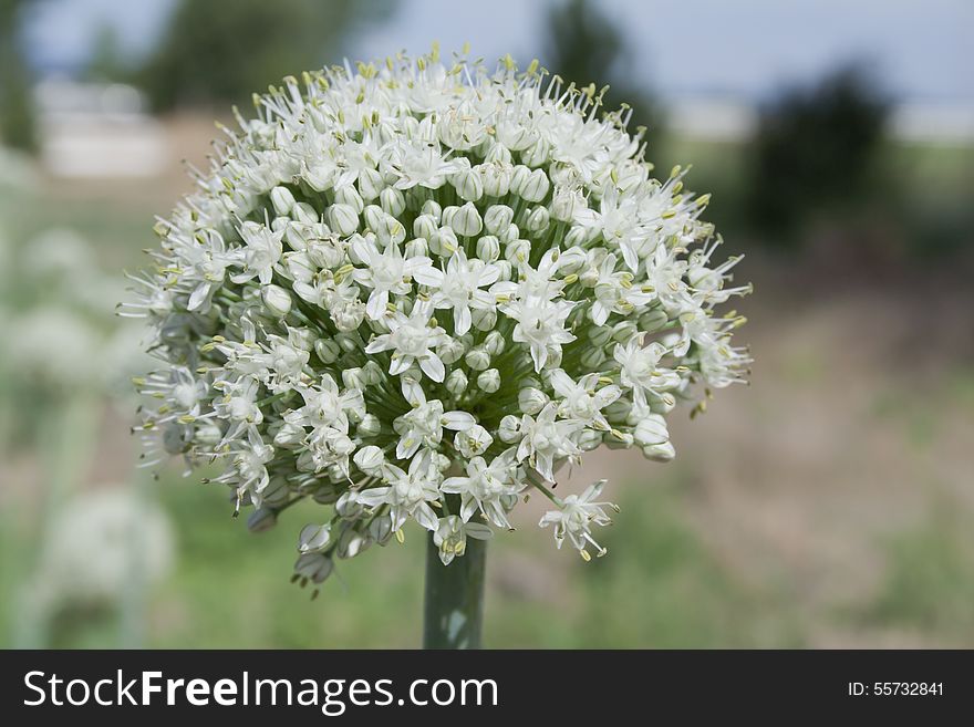 Brilliant White Leek Flower