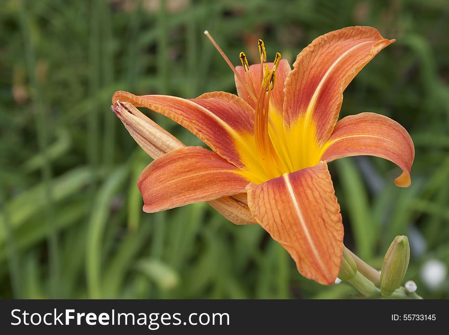 Stunning Orange Daylily With Green Background