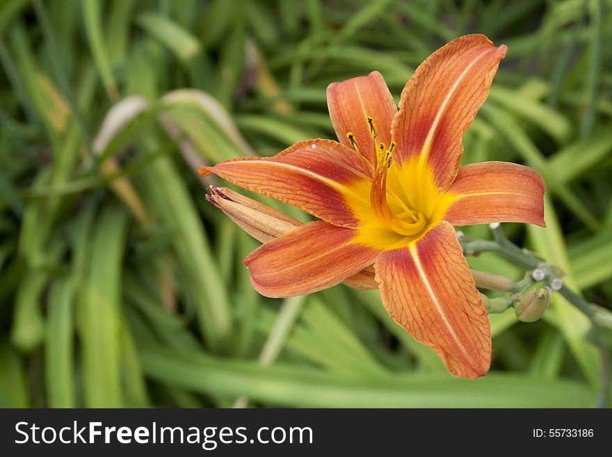 Beautiful orange daylily basking in the summer sun with green leafy background. Beautiful orange daylily basking in the summer sun with green leafy background