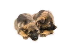 Two Sweet Germany Sheep-dog Puppies Stock Photography