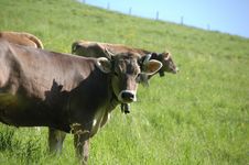 Swiss Cow Royalty Free Stock Images