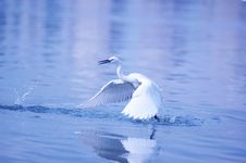 Egret In Flight Stock Images Egret In Flight Stock Images