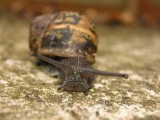 Snail Royalty Free Stock Photo Snail Royalty Free Stock Photo