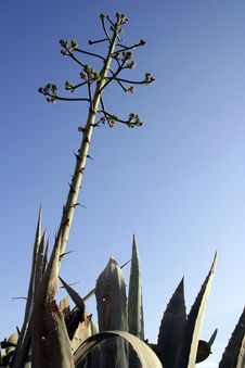 Flowering Aloe Vera Royalty Free Stock Photos Flowering Aloe Vera Royalty Free Stock Photos