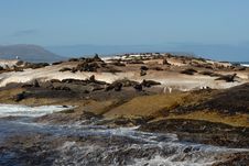View Of The Seal Island Stock Photos View Of The Seal Island Stock Photos