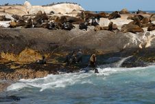 Seal Island, South Africa Stock Image Seal Island, South Africa Stock Image