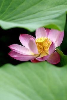 Lotus Royalty Free Stock Photography Lotus Royalty Free Stock Photography