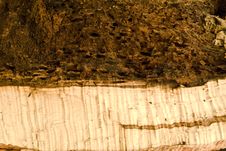 Free Wood Rot. Royalty Free Stock Images - 5588209