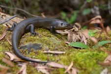 Land Mullet Skink Royalty Free Stock Photography