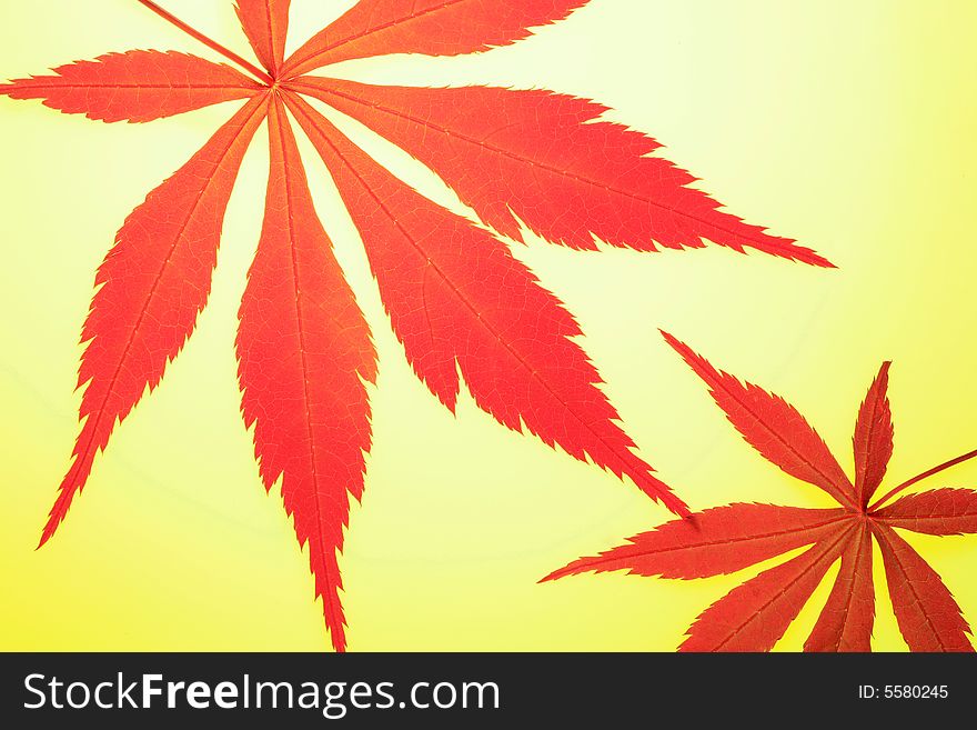 Maple Leaves on Yellow Background. Maple Leaves on Yellow Background